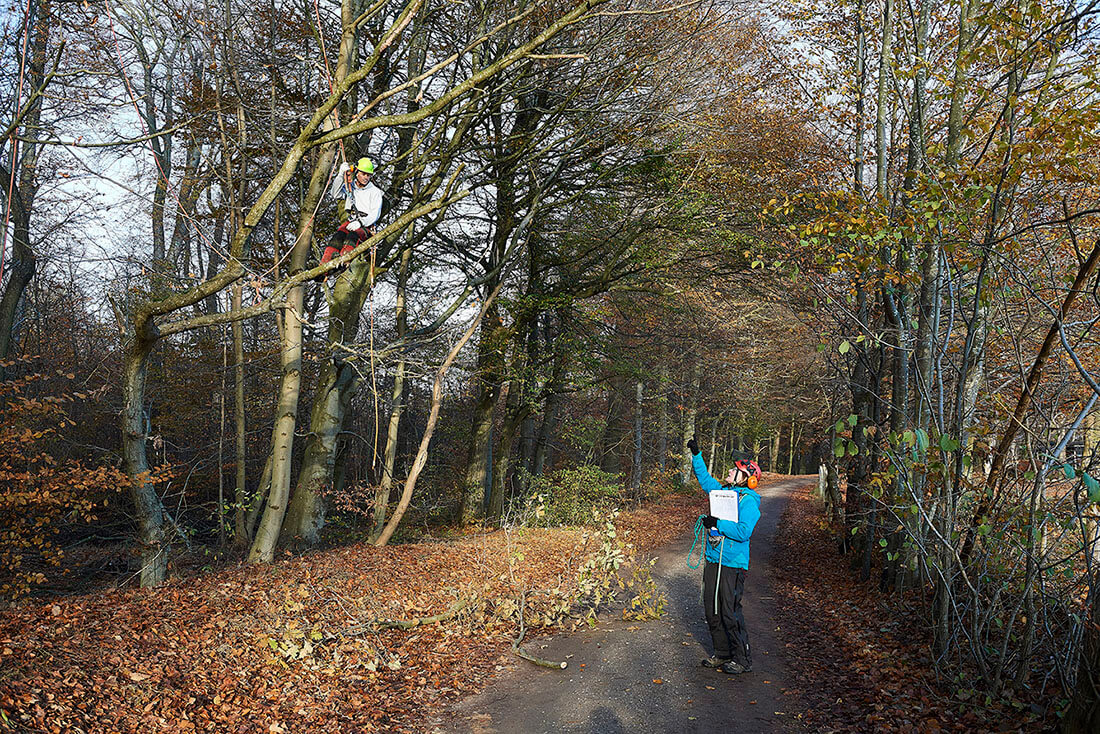 Arboristviden - træklatring